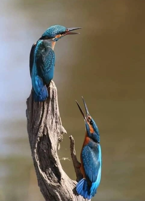 Des Oiseaux matin pêcheur