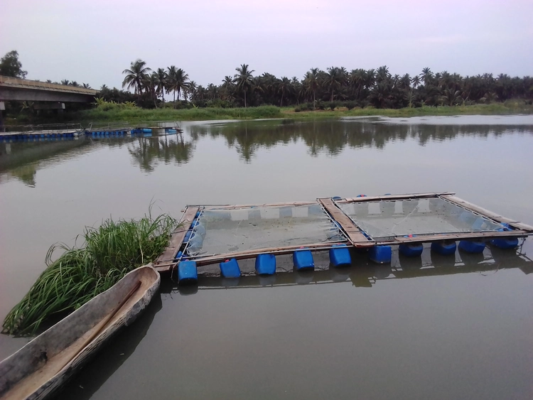 Pisciculture flottante
