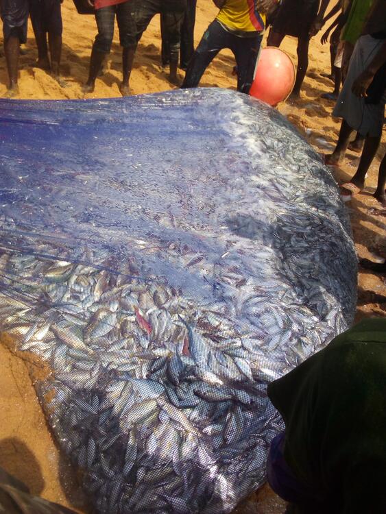 Poisson de mer. Poisson de mer.